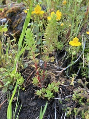 Sedum stenopetalum
