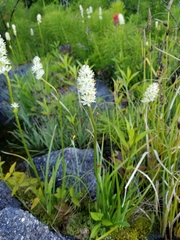 Triantha occidentalis