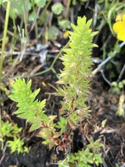 Sedum stenopetalum