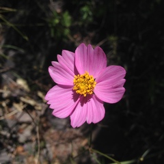 Cosmos crithmifolius