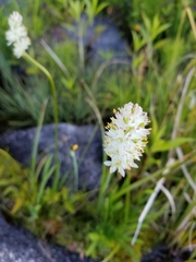 Triantha occidentalis