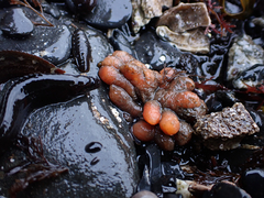 Aplidium coei