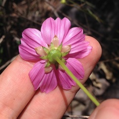 Cosmos crithmifolius