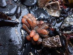 Aplidium coei