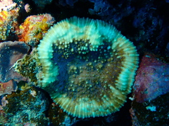 Oxypora lacera