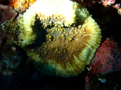 Oxypora lacera