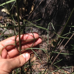 Cosmos crithmifolius