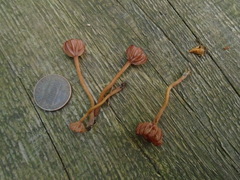 Laccaria ohiensis