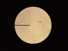 Laccaria ohiensis