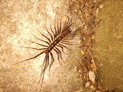 Thereuopoda clunifera