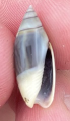 Olivella volutella