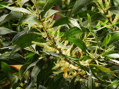 Acacia cincinnata