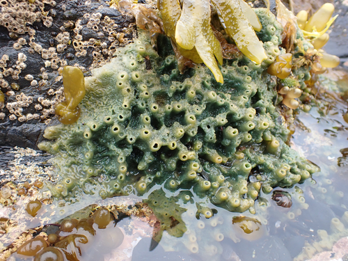 Bread-crumb Sponge (Intertidal species of NE Atlantic) · iNaturalist