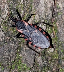 Triatoma sanguisuga