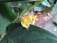 Marantochloa cuspidata