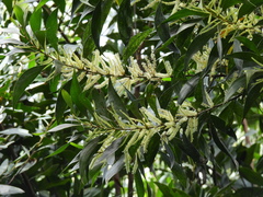 Acacia cincinnata