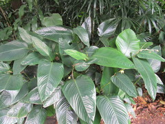 Marantochloa cuspidata