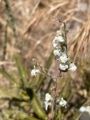 Sairocarpus coulterianus