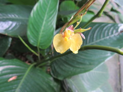 Marantochloa cuspidata