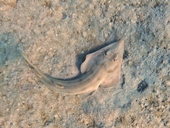 Pseudobatos glaucostigma