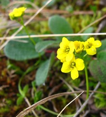 Draba ogilviensis