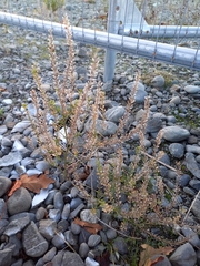 Lepidium bonariense