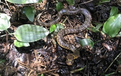 Phytolopsis punctata