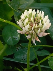 Trifolium repens
