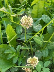 Trifolium repens