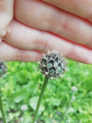 Centaurea scabiosa