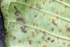 Coleosporium plumeriae