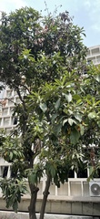 Eriobotrya japonica