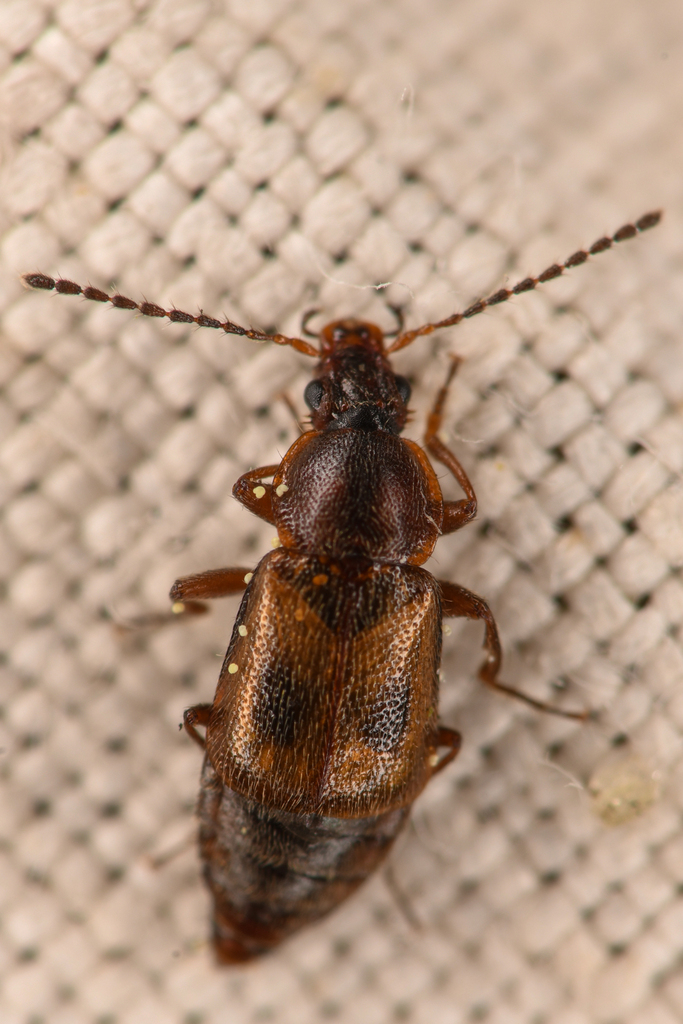 Amphichroum maculatum