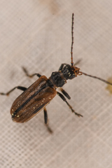 Syneta carinata