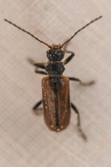Syneta carinata