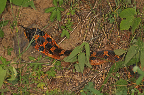 Eastern Hognose Snake photographed in Maryland