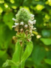 Stachys pycnantha