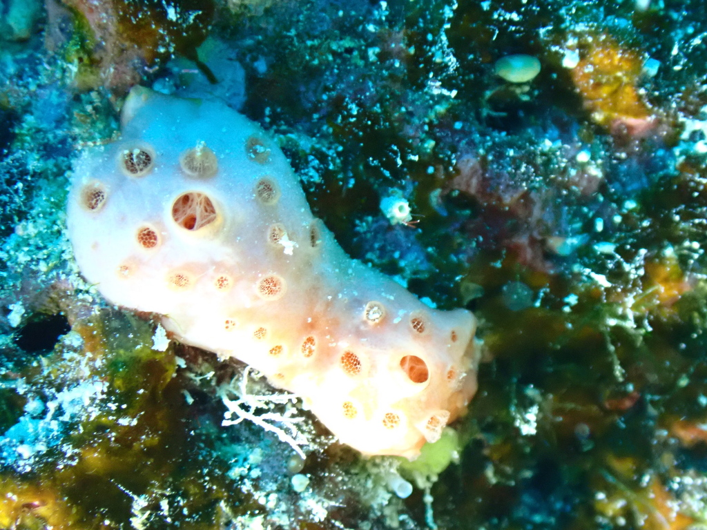Hamigera strongylata