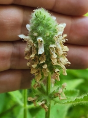 Stachys pycnantha