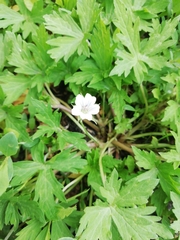 Geranium sibiricum