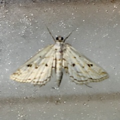 Parapoynx allionealis