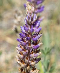 Lupinus lepidus confertus