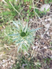 Eryngium amethystinum