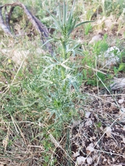 Eryngium amethystinum