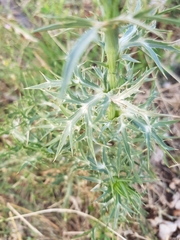 Eryngium amethystinum