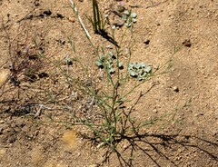 Eriastrum sparsiflorum
