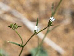 Eriastrum sparsiflorum