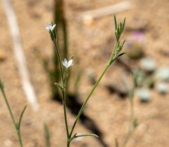 Eriastrum sparsiflorum
