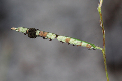 Epicoccum andropogonis