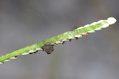 Epicoccum andropogonis